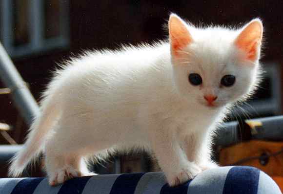 Bílé kotě