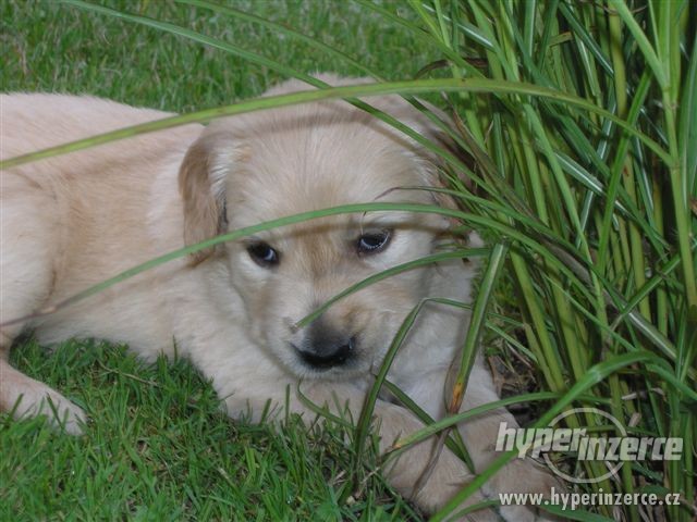 Labrador