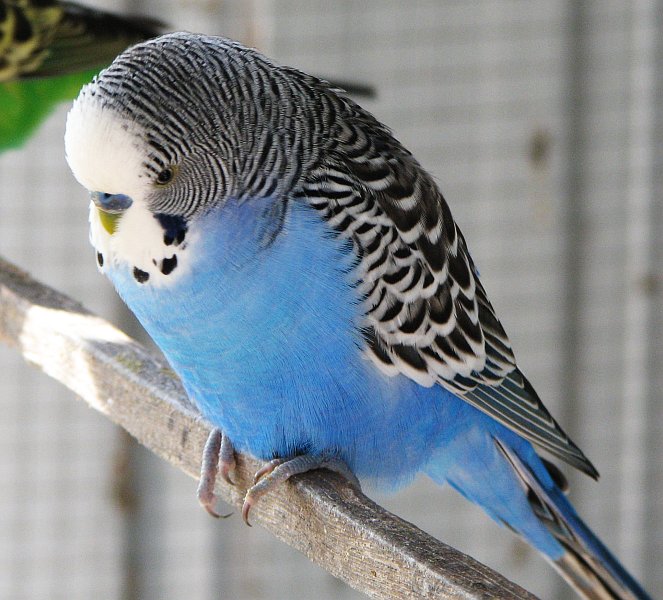 budgie_blue